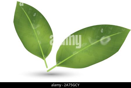 Realistic leaf. Detailed 3d Illustration Isolated On White. Natural fruit design in EPS10 vector illustration. Stock Vector