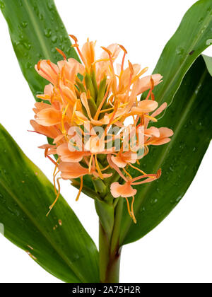 Flower head and blooms of the exotic, hardy ginger lily, Hedychium 'Pink Hybrid' Stock Photo