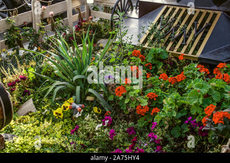 Decorative flower bed with the latest autumn flowers of red pelargonium, pansies, petunias and Yucca palm on the sidewalk Stock Photo