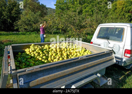 Harvesting quince fruits in an orchard near Carcabuey, Sierra Subbetica, Cordoba Province, Andalucia, Spain Stock Photo