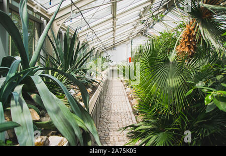 Flora inside a glasshouse in botanical garden Jevremovac in Belgrade. Stock Photo