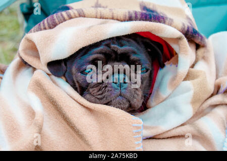 Cute beautiful black frozen pug wrapped in a warm blanket. Full-face close-up view. Selective soft focus. Shallow depth of field. Text copy space. Pur Stock Photo