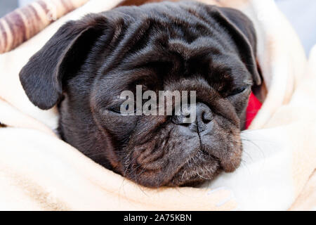 Cute beautiful black frozen pug wrapped in a warm blanket. Full-face close-up view. Selective soft focus. Shallow depth of field. Text copy space. Pur Stock Photo