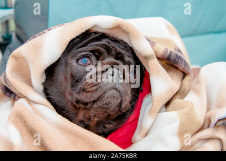 Cute beautiful black frozen pug wrapped in a warm blanket. Profile close-up view. Selective soft focus. Shallow depth of field. Text copy space. Pureb Stock Photo