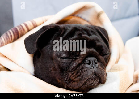 Cute beautiful black frozen pug wrapped in a warm blanket. Profile close-up view. Selective soft focus. Shallow depth of field. Text copy space. Pureb Stock Photo