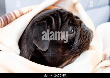 Cute beautiful black frozen pug wrapped in a warm blanket. Profile close-up view. Selective soft focus. Shallow depth of field. Text copy space. Pureb Stock Photo