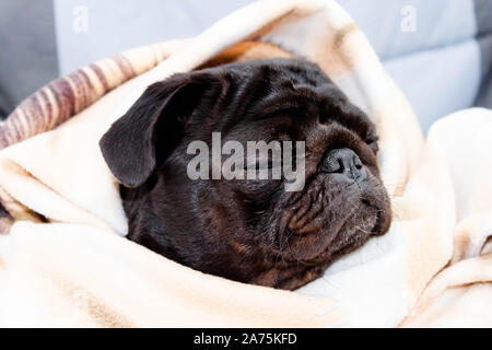 Cute beautiful black frozen pug wrapped in a warm blanket. Profile close-up view. Selective soft focus. Shallow depth of field. Text copy space. Pureb Stock Photo