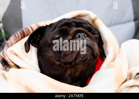 Cute beautiful black frozen pug wrapped in a warm blanket. Profile close-up view. Selective soft focus. Shallow depth of field. Text copy space. Pureb Stock Photo