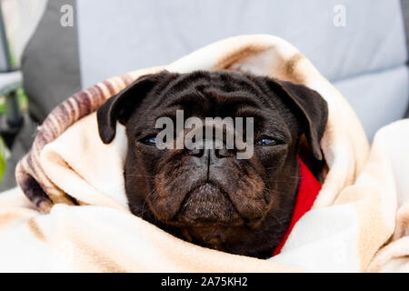 Cute beautiful black frozen pug wrapped in a warm blanket. Full-face close-up view. Selective soft focus. Shallow depth of field. Text copy space. Pur Stock Photo