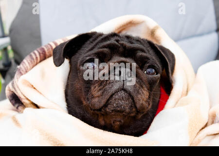 Cute beautiful black frozen pug wrapped in a warm blanket. Full-face close-up view. Selective soft focus. Shallow depth of field. Text copy space. Pur Stock Photo