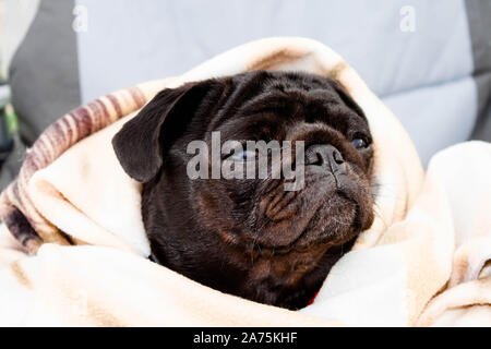 Cute beautiful black frozen pug wrapped in a warm blanket. Profile close-up view. Selective soft focus. Shallow depth of field. Text copy space. Pureb Stock Photo