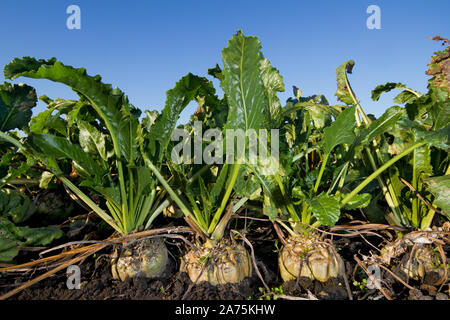 Close-up of Sugar beet, growing on a field under a blue sky Stock Photo