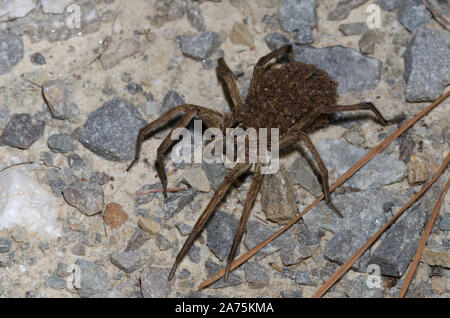 Wolf Spider, Family Lycosidae, female covered in young Stock Photo
