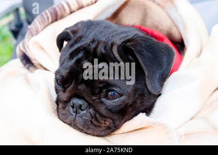 Cute beautiful black frozen pug wrapped in a warm blanket. Full-face close-up view. Selective soft focus. Shallow depth of field. Text copy space. Pur Stock Photo