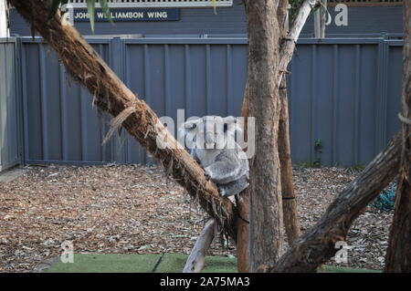 Port Macquarie Koala Hospital. Focusing on preservation and conservation this koala is in a rehabilitation yard in The John Williamson Wing. Stock Photo