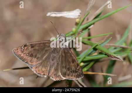 Horace’s Duskywing, Gesta horatius, male Stock Photo