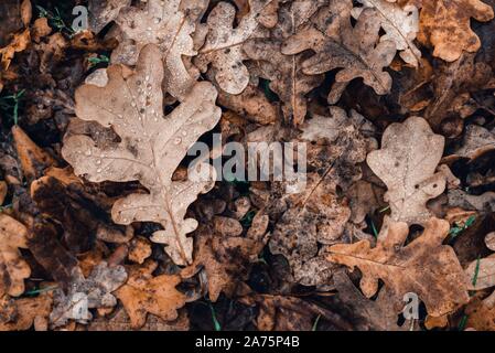 Fallen autumn brown oak leaves with water drops on it. Stock Photo