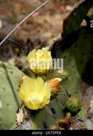 cactus and agave Stock Photo