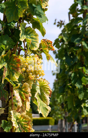 white bunch grapes hang on a vine bush Stock Photo