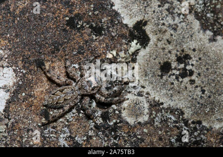 Jumping Spider, Platycryptus undatus, camouflaged on lichen covered rock Stock Photo