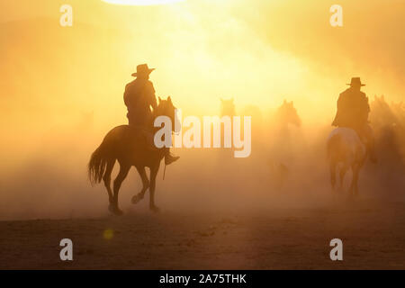 Yilki Horses Running in Field, Kayseri City, Turkey Stock Photo