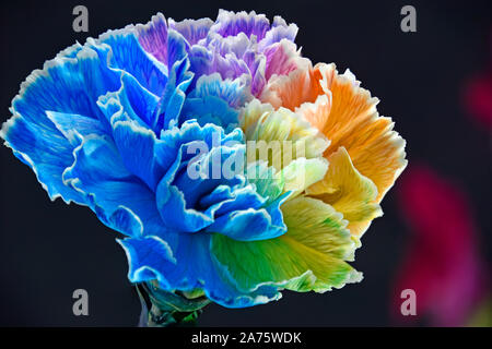 Colorful Rainbow Carnations Close Up showing the delicate veins in each one Stock Photo