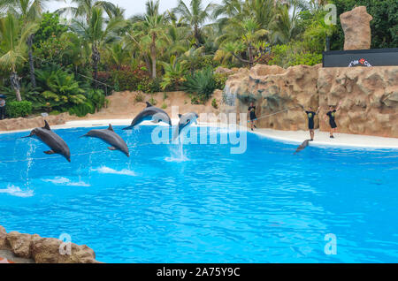 Puerto de la Cruz, Tenerife,Spain - JUNE 29, 2018: Loro Parque  dolphin show performing in a swimming pool. Stock Photo