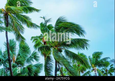 Stormy weather blows palm trees on Paradise Island, Bahamas. Stock Photo