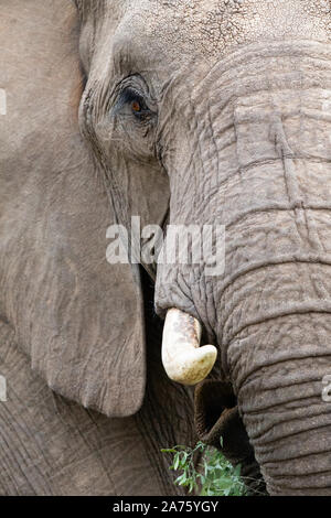 African Elephant (Loxodonta africana) close-up, Mashatu Game Reserve, Botswana Stock Photo