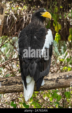 Haliaeetus leucocephalus,Weisskopfseeadler,American Bald Eagle Stock Photo