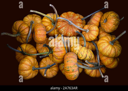 Mini tiger striped pumpkins with long stems, isolated on dark background Stock Photo