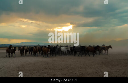 Western cowboy riding horses with in cloud of dust in the sunset Stock Photo