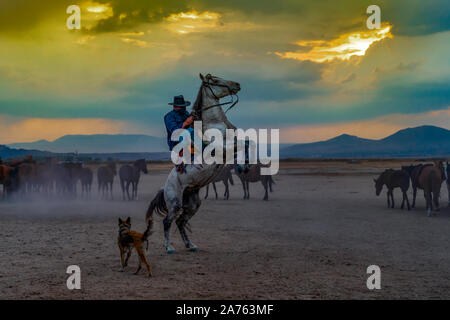 Western cowboys riding horses with dog in dusts. Horse standing on its hind legs with cowboy. Stock Photo