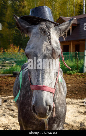 Dappled gray horse in hat Stock Photo