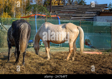 Dappled gray and palomino horses eating hay Stock Photo