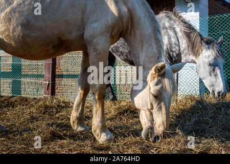 Dappled gray and palomino horses eating hay Stock Photo