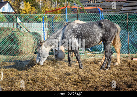 Dappled gray and palomino horses eating hay Stock Photo