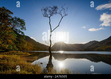 A lone tree on the shore of Buttermere silhouetted against the sky in the autumn Stock Photo