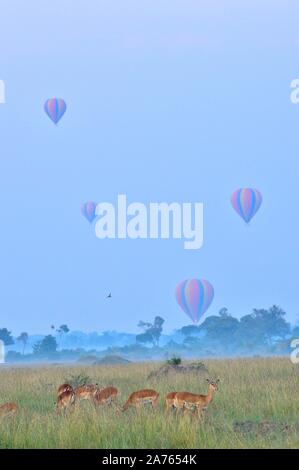 Hot air balloons over the savannah