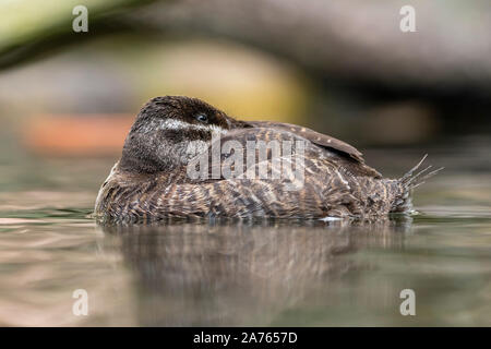 Oxyura vittata,Argentinische Ruderente,lake duck Stock Photo