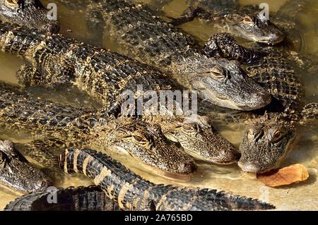 Group of alligators Stock Photo