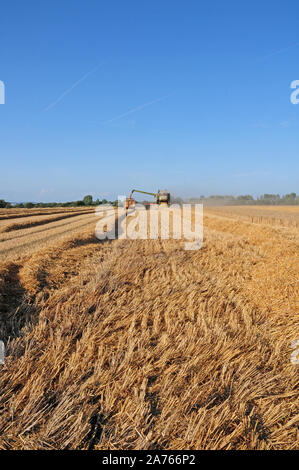 Combined Harvester delivering wheat into trailer. Stock Photo