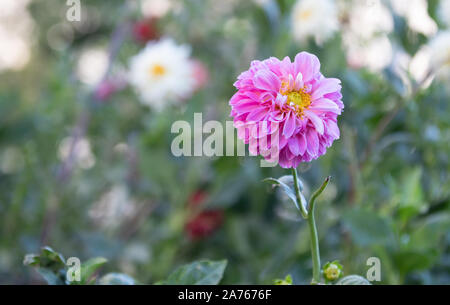 Beautiful Dark Pink Dahlia with White Edges Stock Photo - Alamy