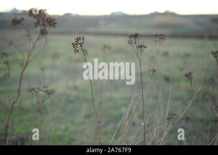 Dry grass grow in blurred green field. Stock Photo