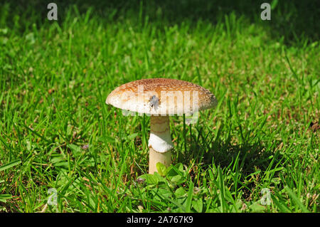 Mushroom, The Blusher, Amanita rubescens and a flesh fly, Sarcophaga carnaria. Stock Photo