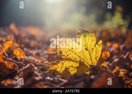 autumn maple leaf fallen in autumn sunrise or sunset Stock Photo