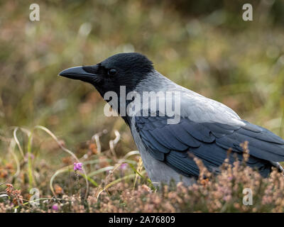 Head and shoulder view of adult Hooded Crow (Corvus cornix), Shetland Stock Photo