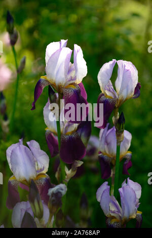 iris wabash, Bearded Iris, Iris germanica, white,purple,colour,color,bloom,flower,flowering,RM Floral Stock Photo