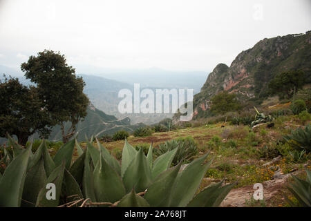 Representative landscapes of Mexico among cacti, yellow flowers and a hazy atmosphere over the mountains Stock Photo
