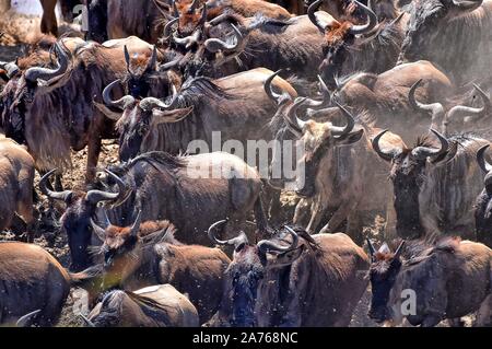 The great wildebeest migration Stock Photo